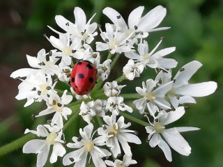 Die Kraft der Liebe - Liebe,Schöpfung,Glauben,Bibel