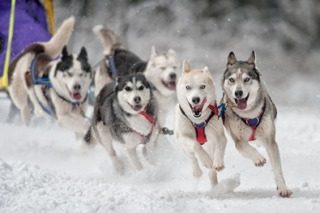 Das Legendäre oberharzer Schlittenhunderennen, Gruppenevent, Clausthal Zellerfeld, Niedersachsen